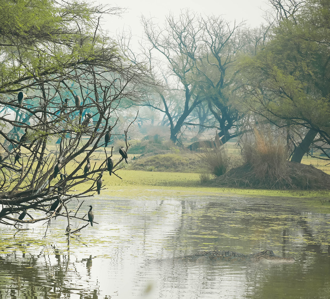 Keoladeo 2 Night 3 Days Tour Package